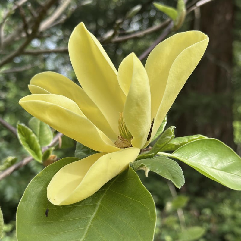 Magnolia 'Daphne' - flower