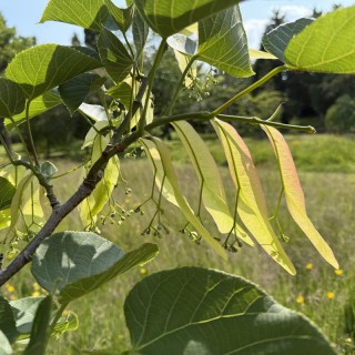 Tilia nobilis