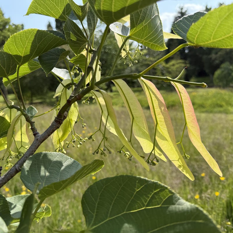 Tilia nobilis