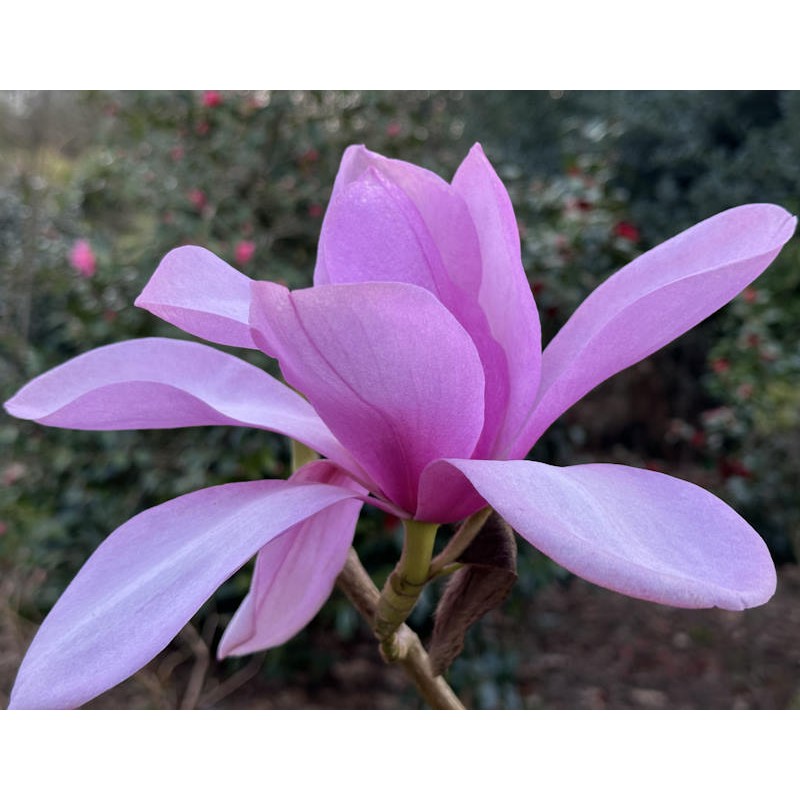 Magnolia sargentiana 'Blood Moon'
