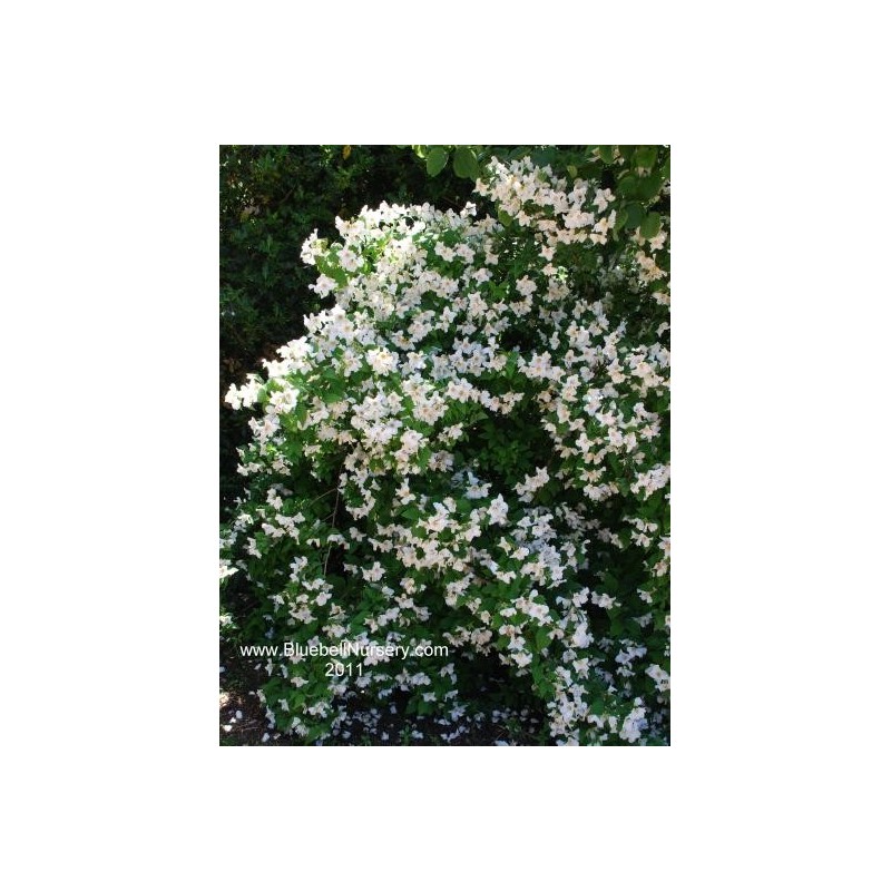 Philadelphus x lemoinei Belle Etoile Philadelphus x lemoinei Belle Etoile