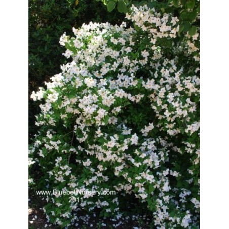 Philadelphus x lemoinei Belle Etoile Philadelphus x lemoinei Belle Etoile