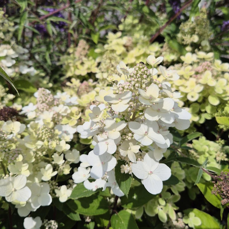 Hydrangea paniculata 'Pastel Green' - flowers in early July