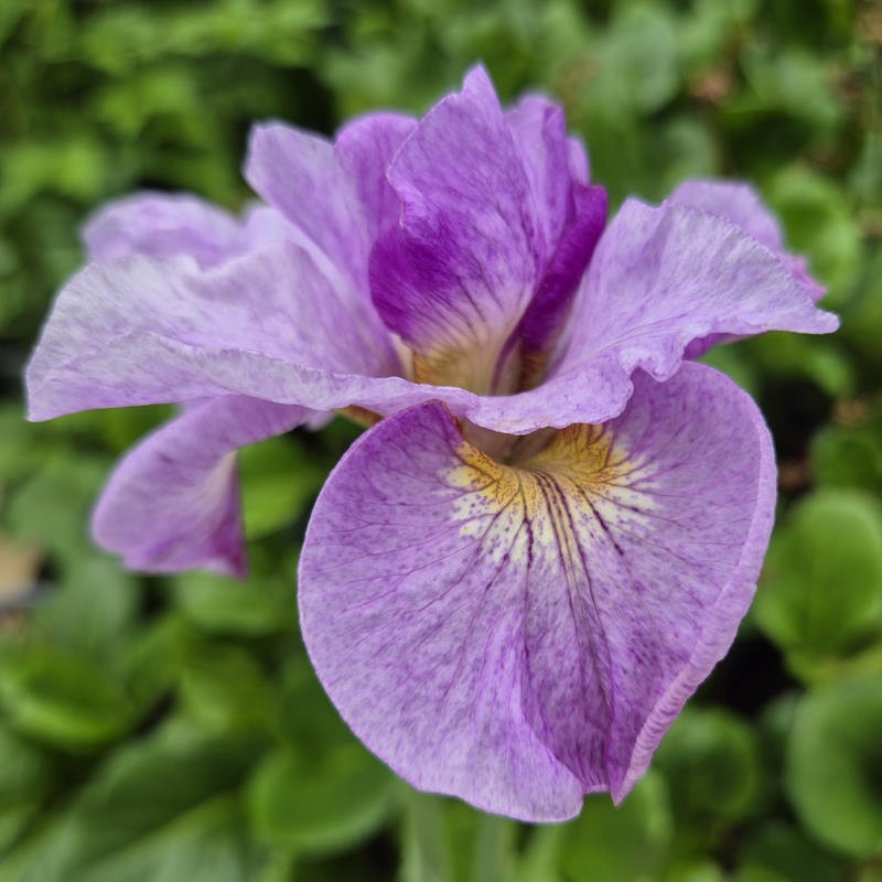 Iris sibirica 'Pink Parfait' - flowers