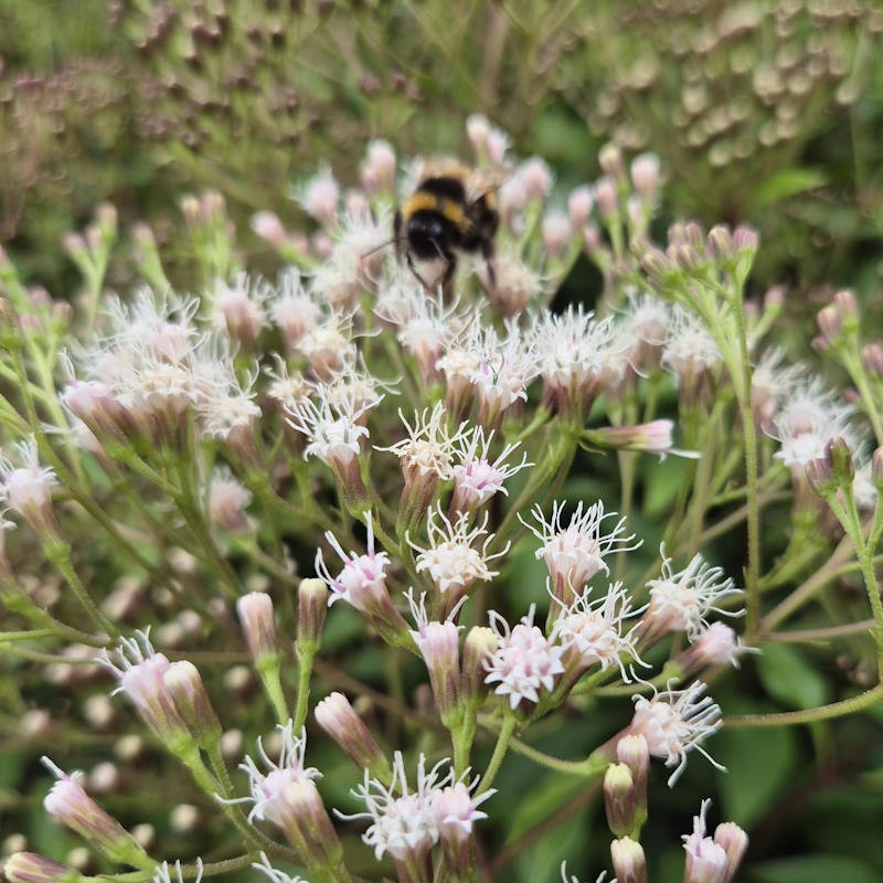 Ageratina ligustrina - flowers in Summer