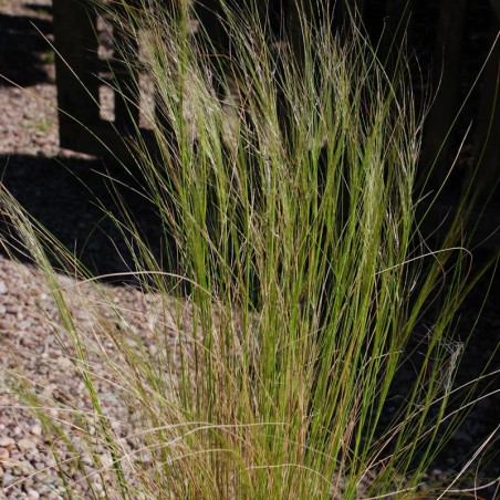 Stipa tenuissima
