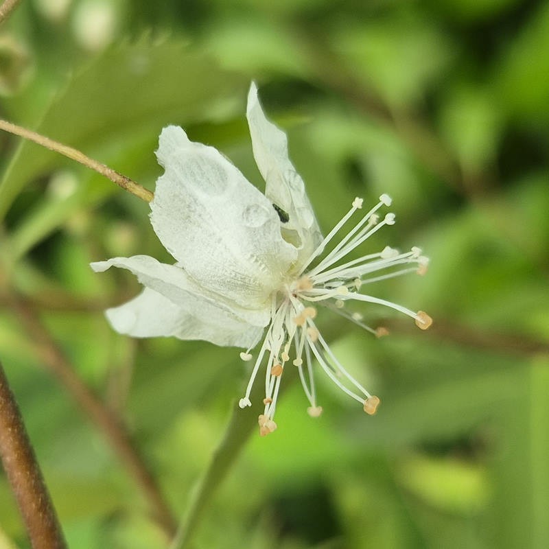 Hoheria sexstylosa 'Pendula' - flowers