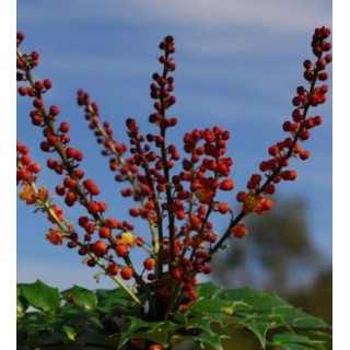 Mahonia 'Cabaret' - late summer flowers