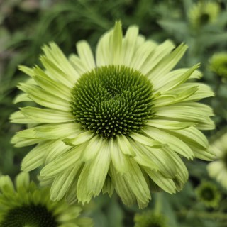 Echinacea purpurea 'Green Jewel'