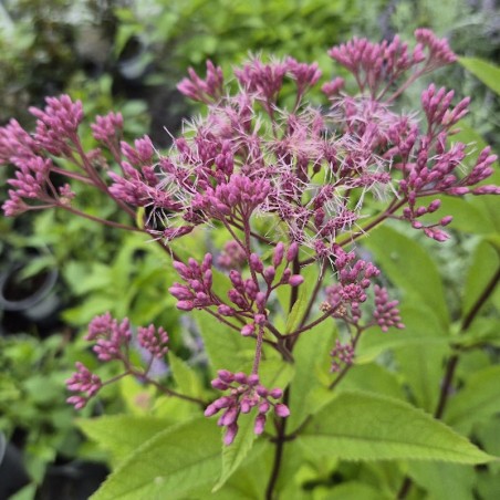 Eupatorium 'Phantom' - flowers in late summer