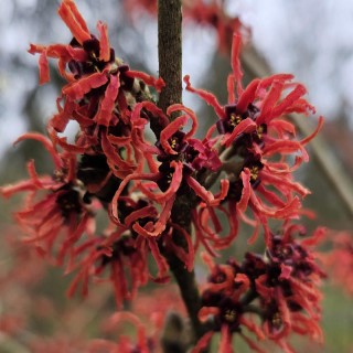 Hamamelis x intermedia 'Rubin' - winter flowers