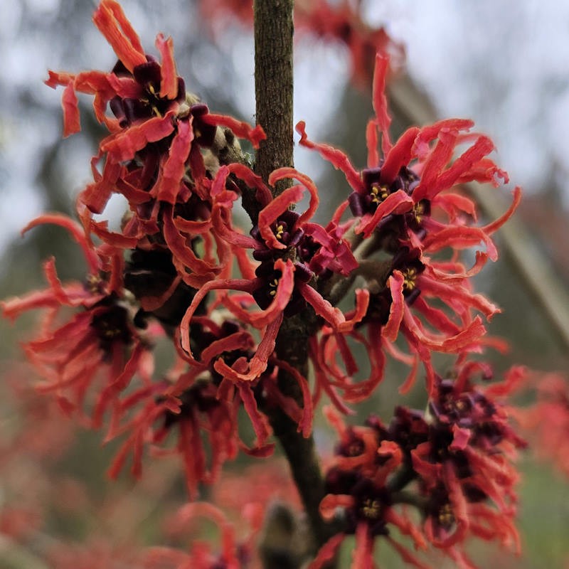 Hamamelis x intermedia 'Rubin' - winter flowers