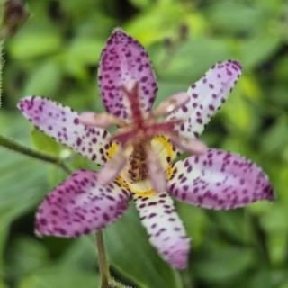 Tricyrtis hirta 'Akachan Daisy' - flowers in summer