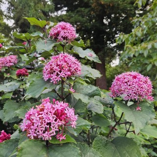 Clerodendrum bungei - late summer flowers