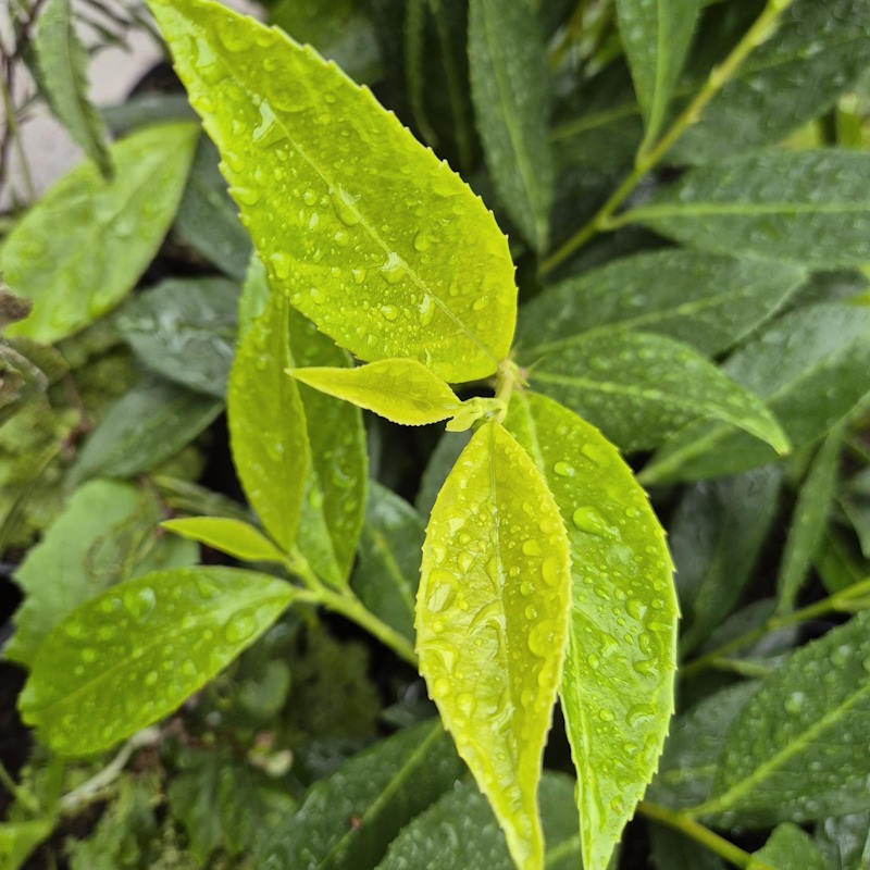 Prunus laurocerasus ‘Goris Gold’  - young leaves in summer