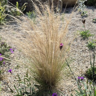 Stipa tenuissima