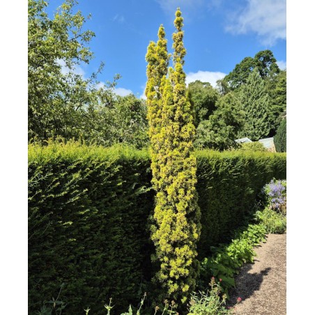 Taxus baccata 'Standishii'