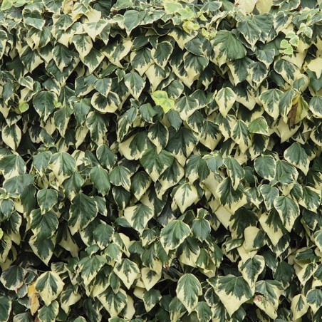 Hedera algeriensis 'Gloire de Marengo' covering a wall