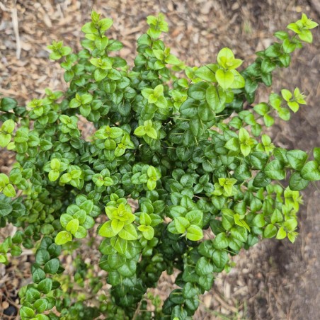 Rhaphithamnus spinosus