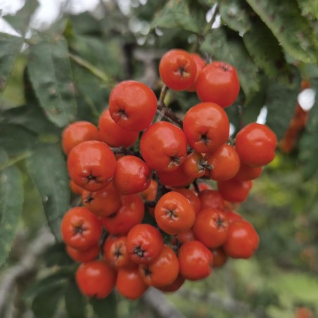 Sorbus aucuparia 'Sheerwater Seedling' - berries