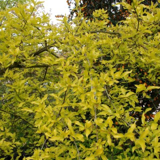 Cornus mas 'Aurea' - leaves in Spring