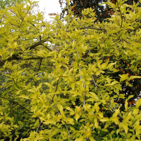 Cornus mas 'Aurea' - leaves in Spring