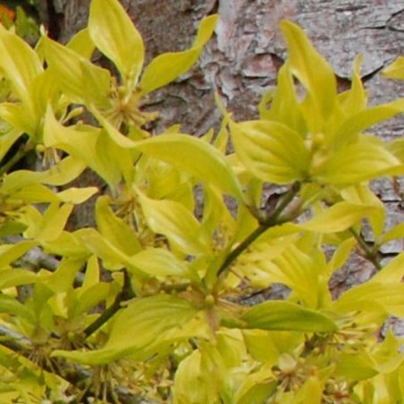 Cornus mas 'Aurea' - leaves close up