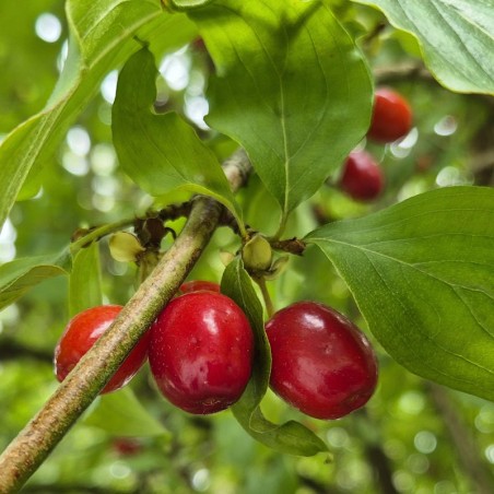 Cornus mas 'Jolico' - fruit