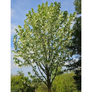 Davidia involucrata 'Kylee's Columnar' - flowering in summer