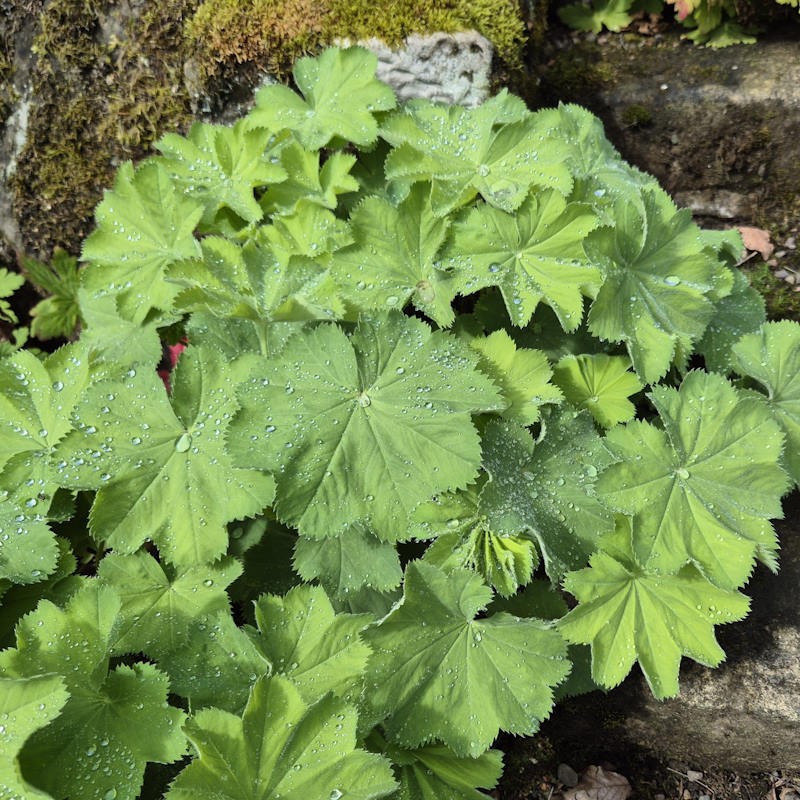 Alchemilla mollis