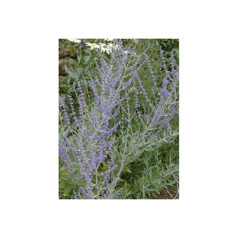 Perovskia atriplicifolia 'Blue Spire'