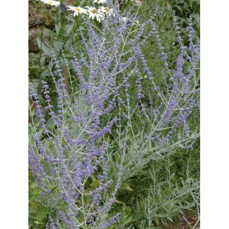 Perovskia atriplicifolia 'Blue Spire' Perovskia atriplicifolia 'Blue Spire'