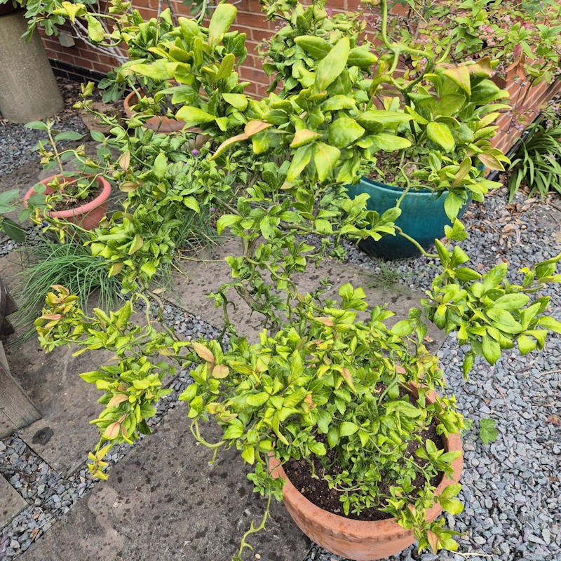 Poncirus trifoliata 'Flying Dragon' - established specimen