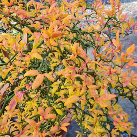 Poncirus trifoliata 'Flying Dragon' - autumn colour