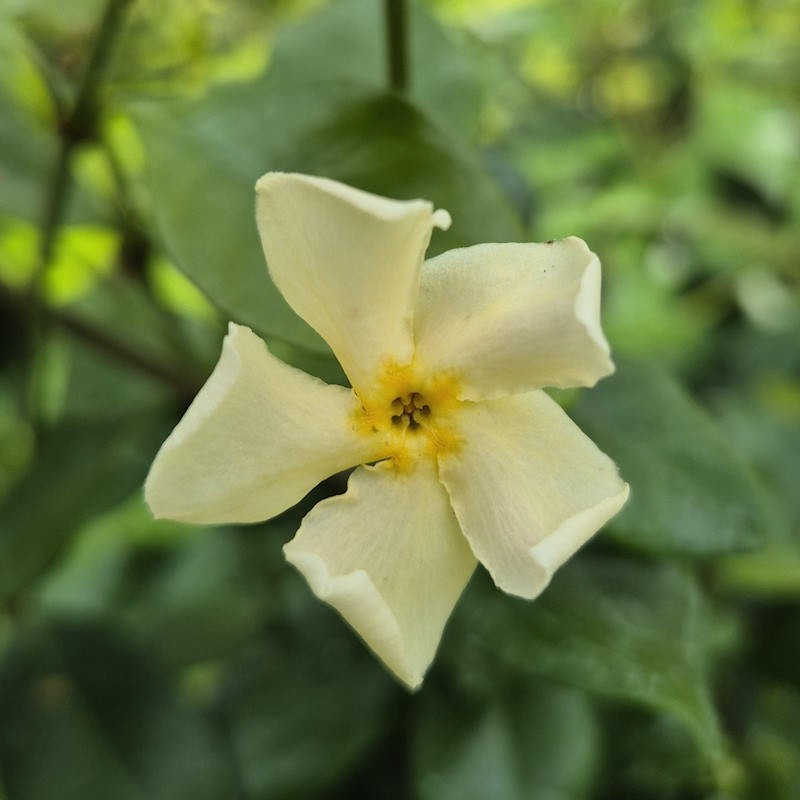 Trachelospermum jasminoides 'Star of Toscana' - summer flower