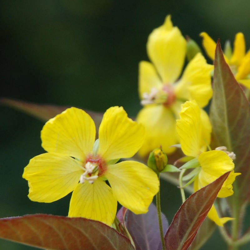 Lysimachia ciliata 'Firecracker' - flowers