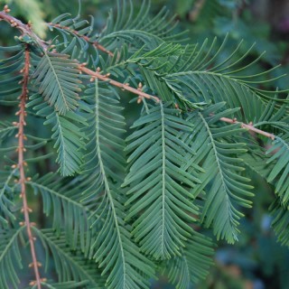 Metasequoia glyptostroboides 'Little Giant'