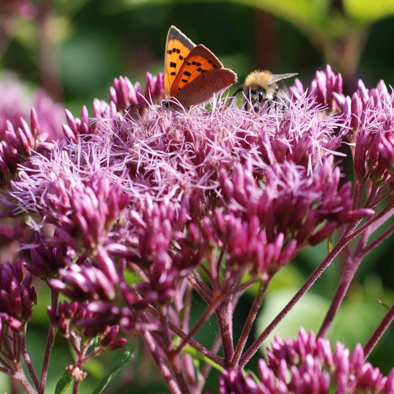 Eupatorium maculatum 'Atropurpureum' - flowers in summer