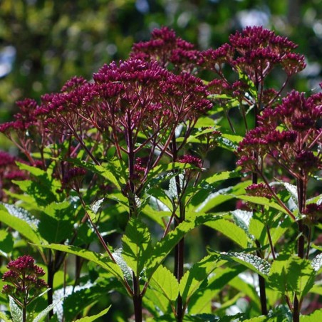 Eupatorium maculatum 'Atropurpureum' - flowers