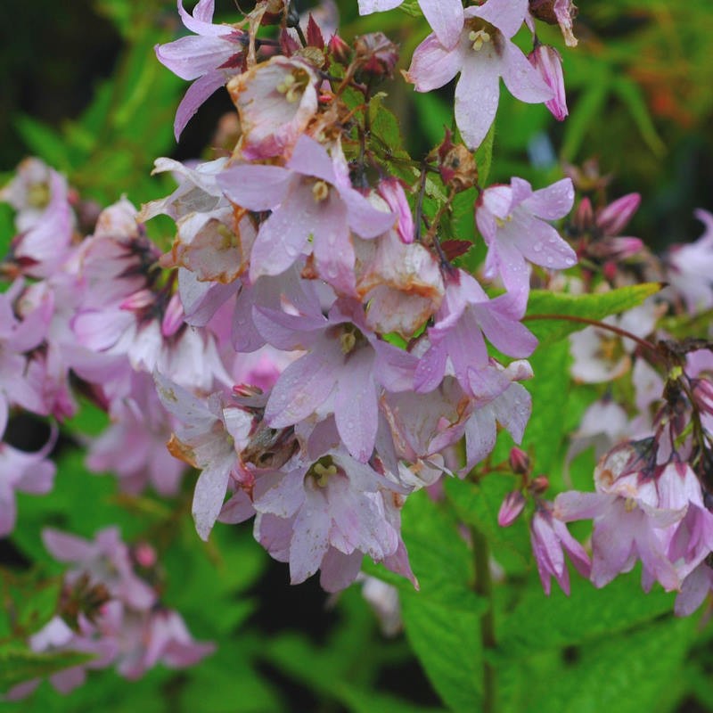 Campanula lactiflora 'Loddon Anna'