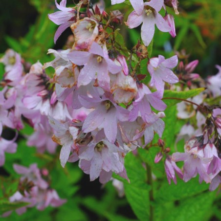 Campanula lactiflora 'Loddon Anna'