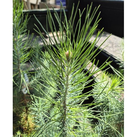 Pinus pinea 'Silver Crest'