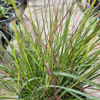 Pennisetum alopecuroides 'Little Bunny'