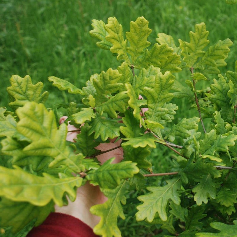 Quercus robur 'Rita's Gold' - early autumn leaves