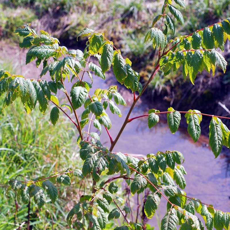 Koelreuteria paniculata - young plant