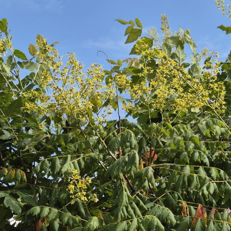 Koelreuteria paniculata - summer flowers Koelreuteria paniculata - summer flowers
