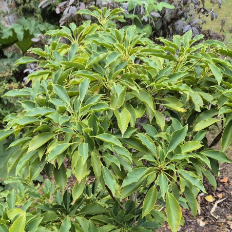 Trochodendron aralioides - established specimen
