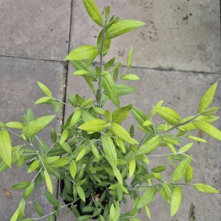 Corokia × virgata 'Limey' - leaves in summer