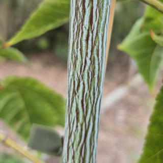 Acer davidii 'Viper' - striped bark