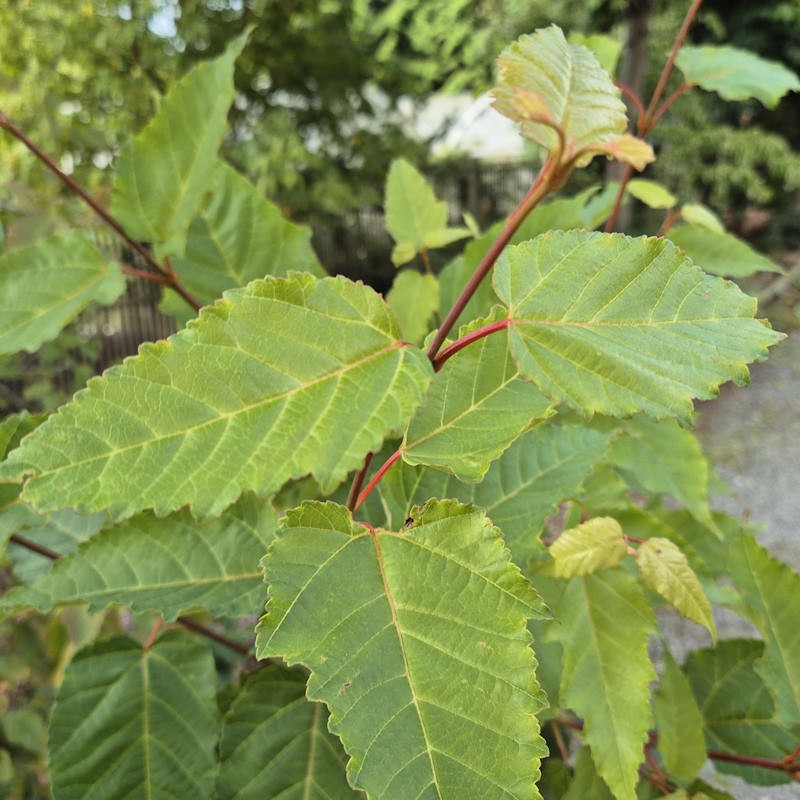 Acer davidii 'Viper' - summer leaves